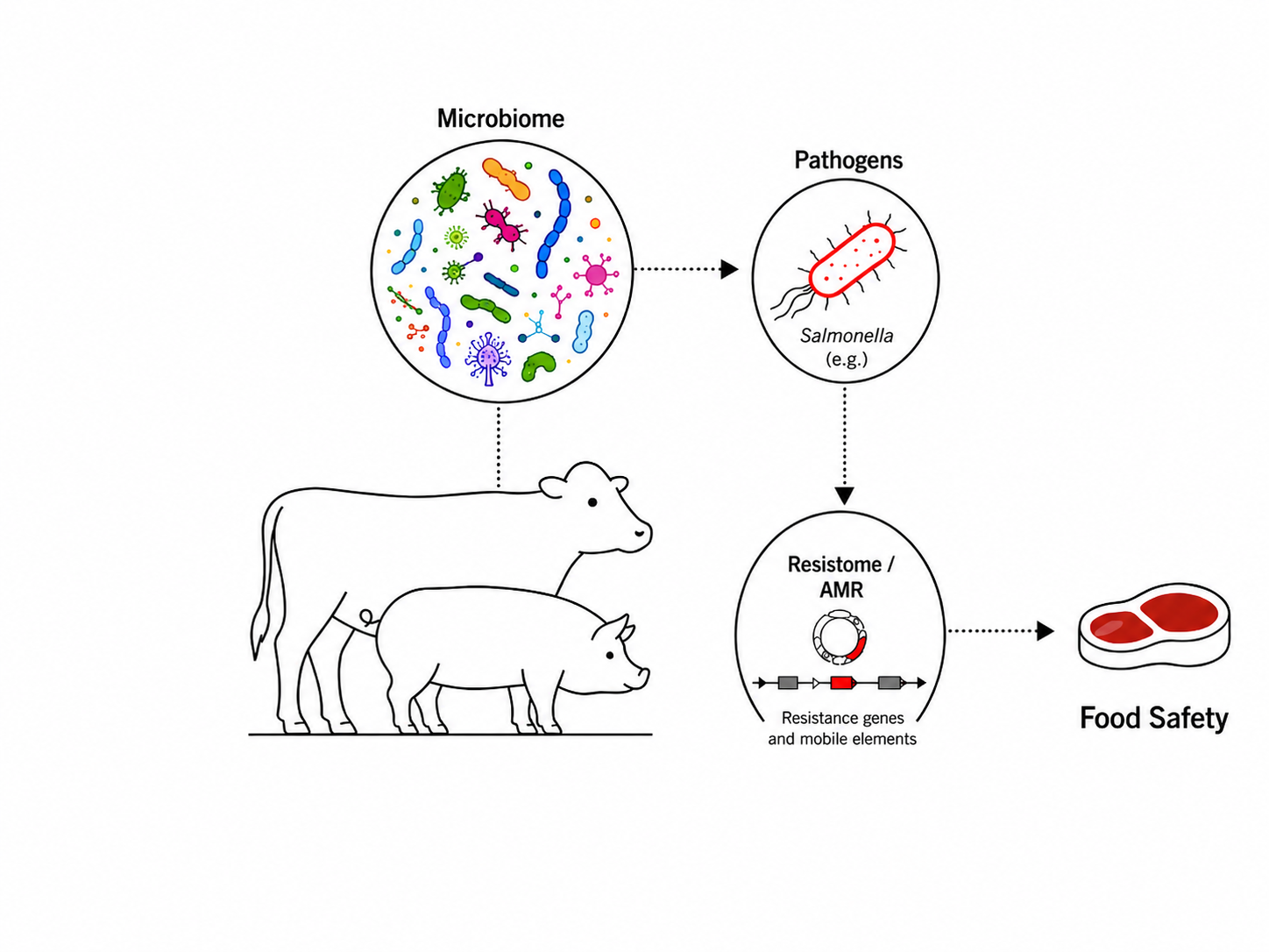 Microbiomes resistomes and food safety